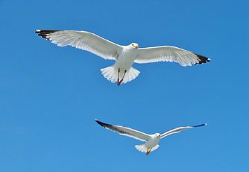 Flight of the Seagulls van Femke Vergeer