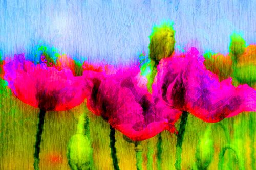 Abstract : Geschilderde klaprozen