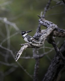 Pied Kingfisher by Tom Zwerver