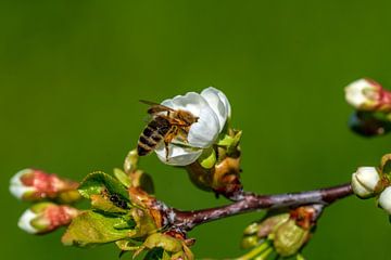 Bij in witte appelbloesem van Flatfield