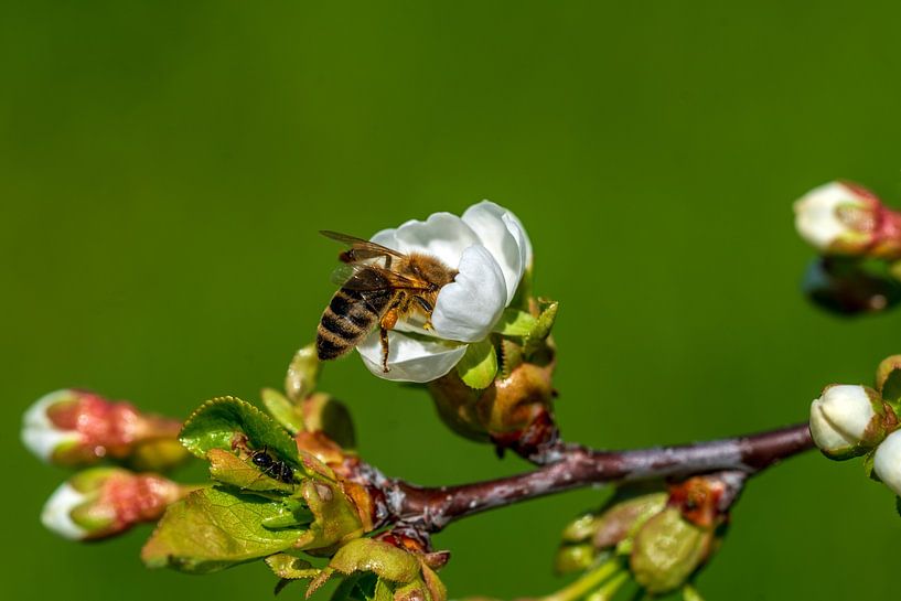 Biene in weißer Apfelblüte von Flatfield
