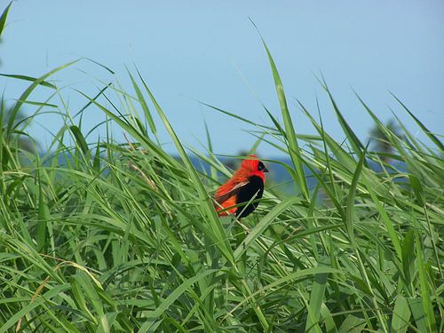 Rode Kardinaalsvogel