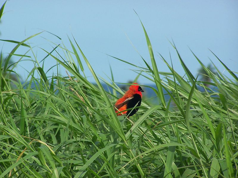 Rode Kardinaalsvogel par Johnny  Hartemink