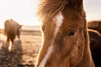 IJslandse paarden, close up