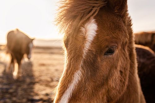 Icelandic horses, close up