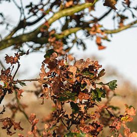 Oranje herfstbladeren in Amsterdamse Waterleidingduinen van Michael Jansen