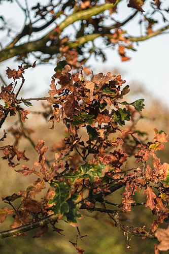 Feuilles d'automne oranges dans les dunes de l'approvisionnement en eau d'Amsterdam