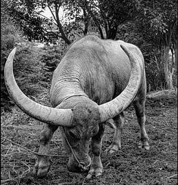 Big Horn Noir Blanc sur Truckpowerr