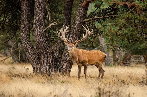 Weidende Rothirsche auf der Veluwe