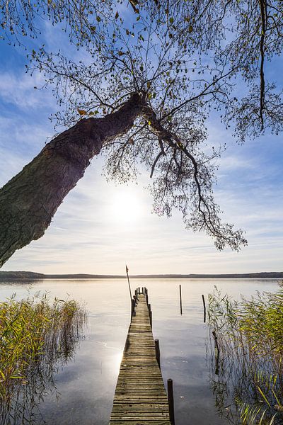 Steg und Baum am Plauer See in der Stadt Plau am See von Rico Ködder