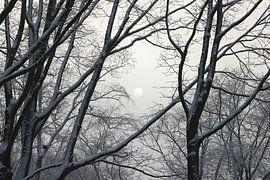 See the sun shining through the trees by Daniëlle Eibrink Jansen