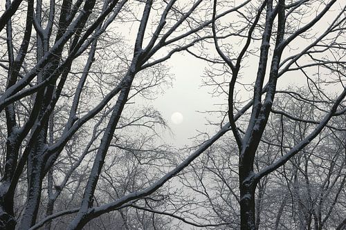 See the sun shining through the trees