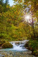 Zonnestralen in het herfstbos