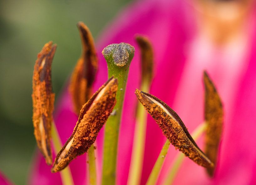 Lys avec ses étamines et son pistil frappants par Natuurpracht   Kees Doornenbal