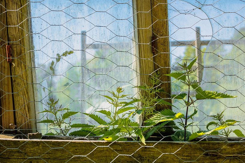 Greenhouse Window &amp; Chicken Wire – New Shoots in Summer Light by Brave Toaster Photos
