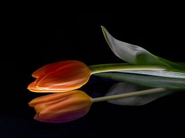 Oranje tulp met reflectie van Angelika Beuck