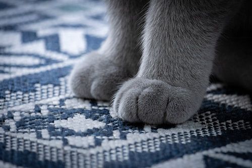 Kattenpootjes