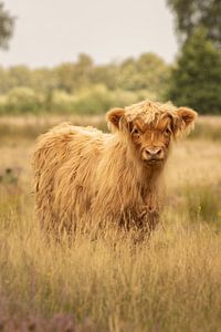 Schottisches Highlander-Kalb auf dem Heideland des Groote Zand bei Hooghalen