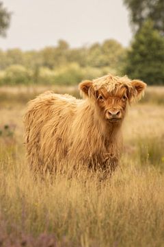 Schotse Hooglander-kalfje op de heide van het Groote Zand bij Hooghalen van KB Design & Photography (Karen Brouwer)