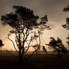 Bomen bij zonsopgang von Monique Struijs