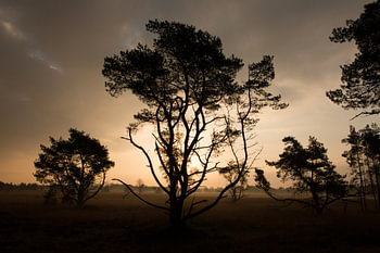Bomen bij zonsopgang