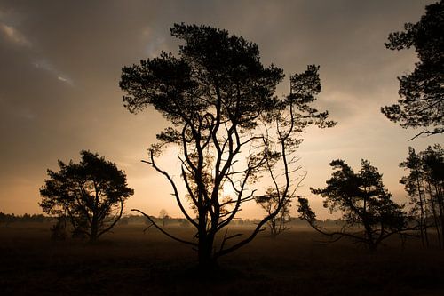 Bomen bij zonsopgang by Monique Struijs