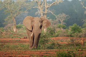 Éléphant dans le parc Kruger