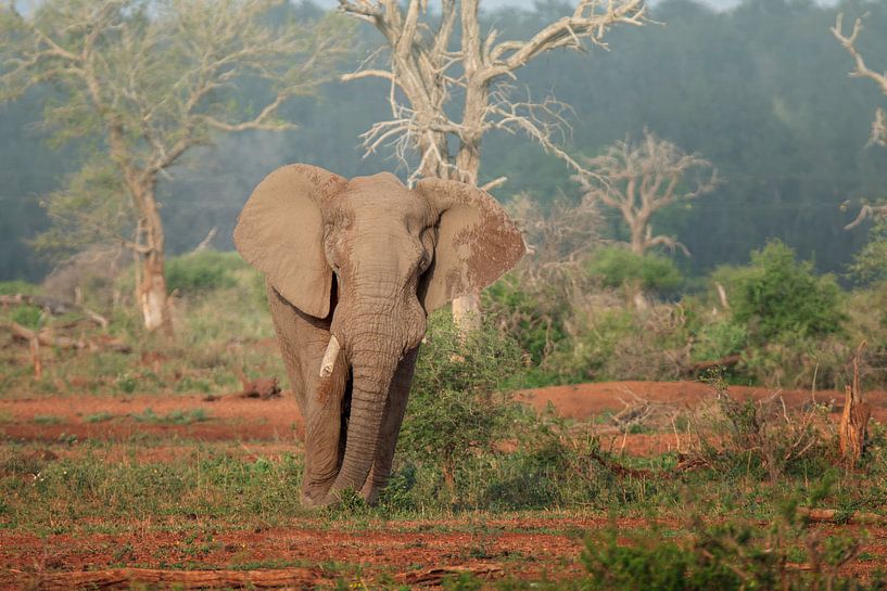 Éléphant dans le parc Kruger par Petra Lakerveld
