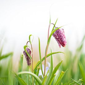 Wilde kievitsbloem van Patrick Verheij