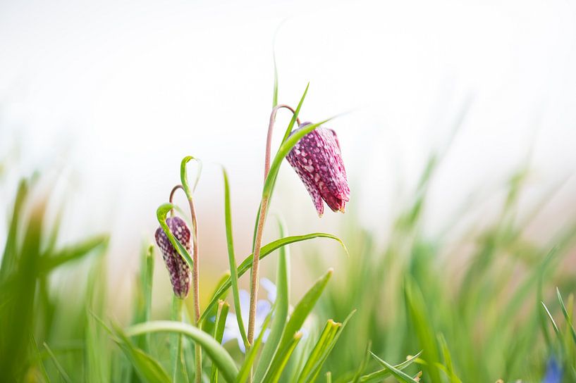 Wilde kievitsbloem van Patrick Verheij