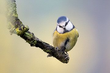 Blue tit on branch by Gianni Argese