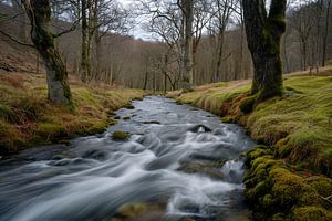 Wandern im Wald