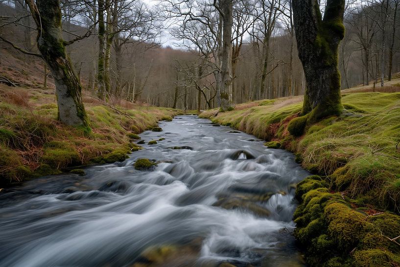 Wandern im Wald von fernlichtsicht