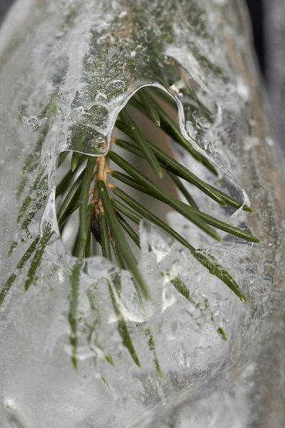Spring is coming! II by Remco Schoonderwoert