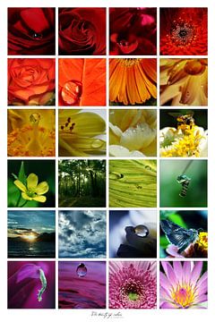 Collage - Beauty of colors