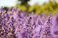 Hommel in een lavendelveld van Florian Kampes thumbnail