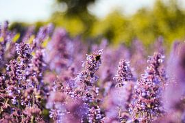 Bumblebee in a lavender field by Florian Kampes