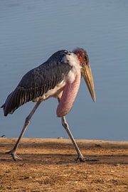 African marabou, kruger park, south africa by Marijke Arends-Meiring