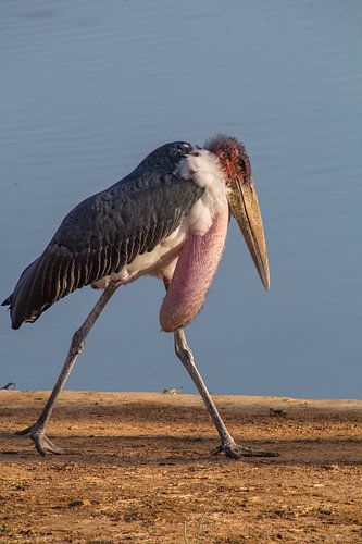 Afrikaanse maraboe, krugerpark, zuid afrika