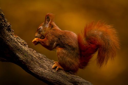 Écureuil en automne