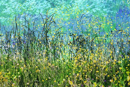 Boterbloemen in de berm