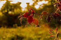 Goldene Herbststimmung mit Hagebutten am Filsberg