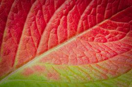 Herbstfarben 2 von Jaap Tanis