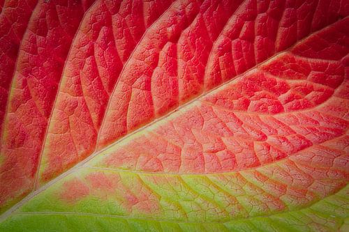 Couleurs d'automne 2