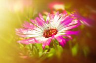 Sonnenanbeter rosamagic von Dagmar Marina Miniaturansicht