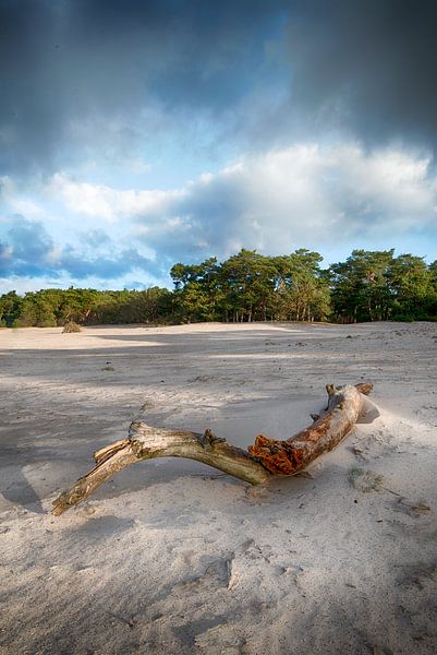 Branch on the sand by Mark Bolijn