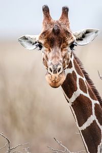 girafe