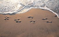 Footsteps in the sand.
