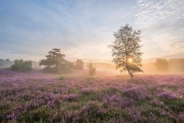 Sonnenaufgang auf der Brunssummerheide von John van de Gazelle fotografie