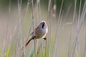 Baardmannetje in spagaat tussen twee rietstengels
